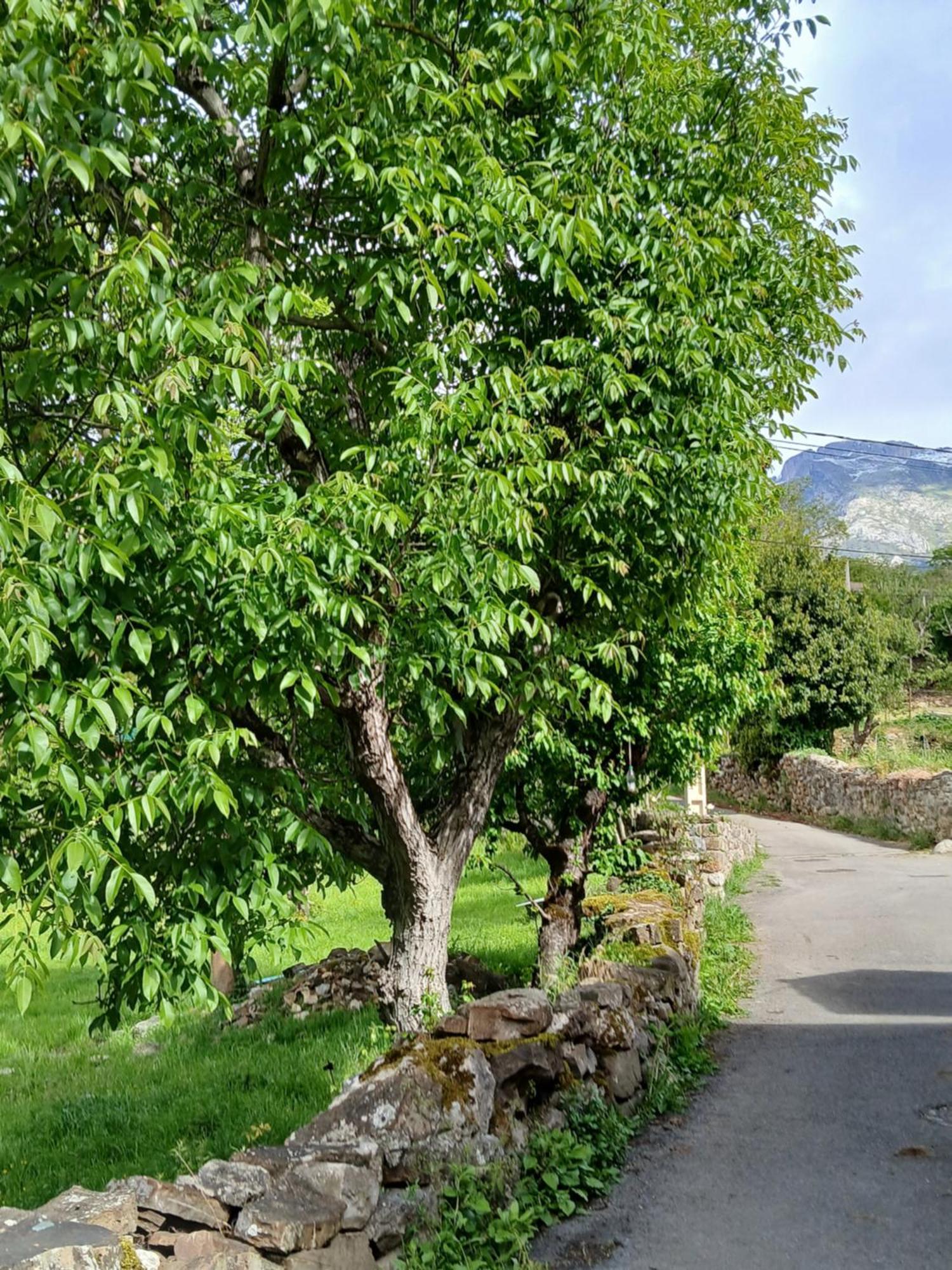 Picos De Europa Suites And Rooms Turieno Zewnętrze zdjęcie